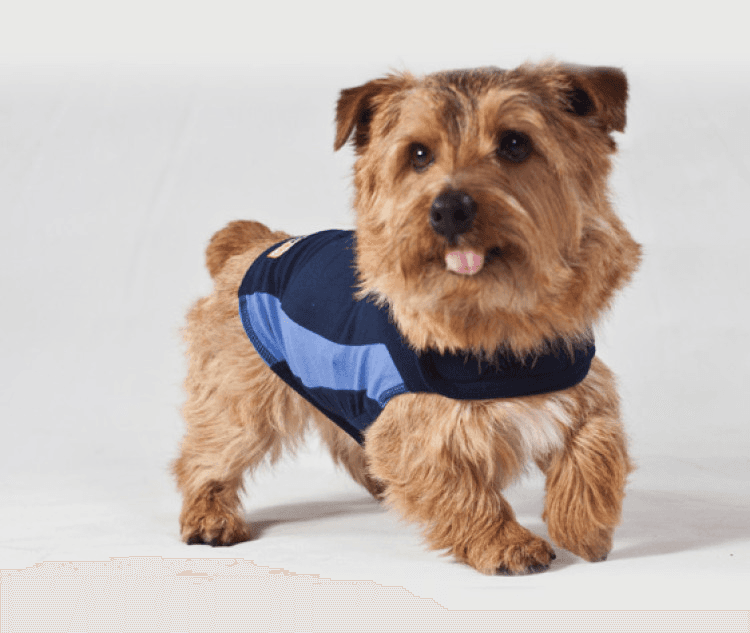 ceva-Thundershirt Dog Blue, 2XSmall.png